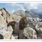 Fioriture su Roccia