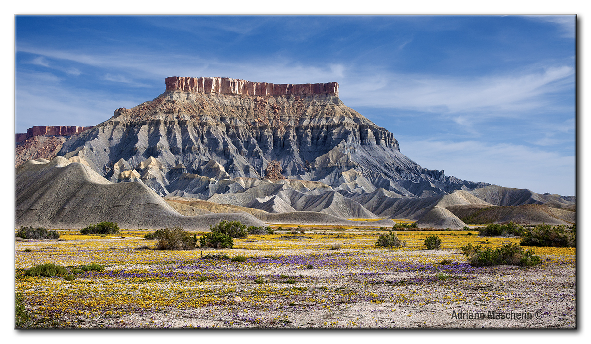 Fioriture tra le mesas