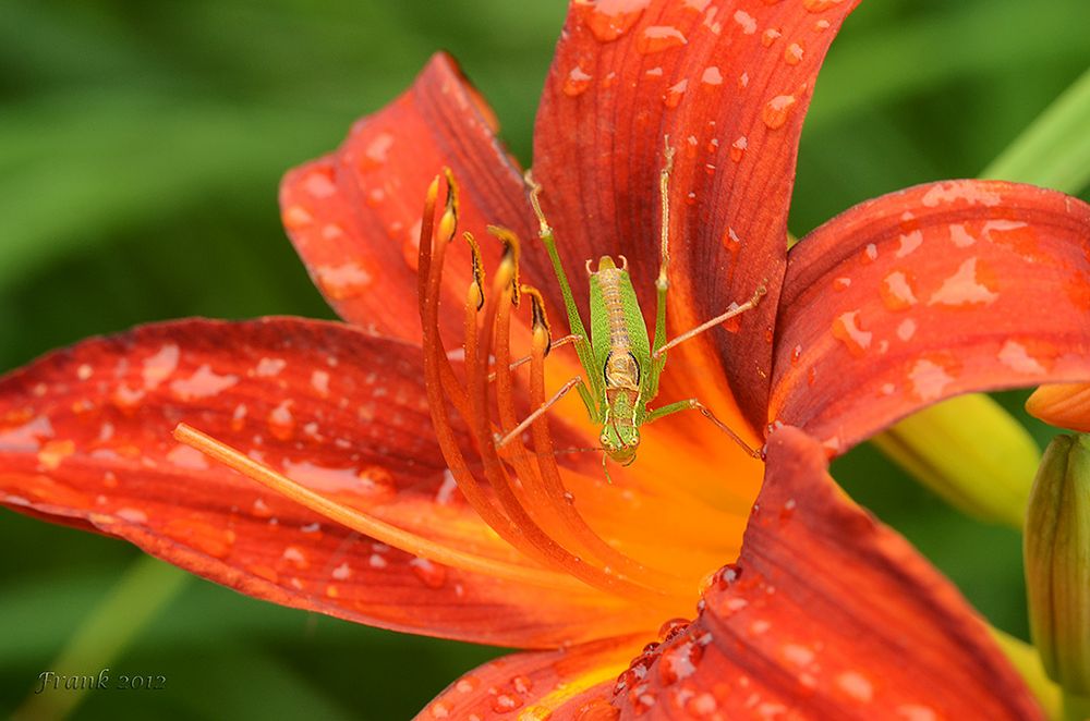 Fips auf der Lilienblüte