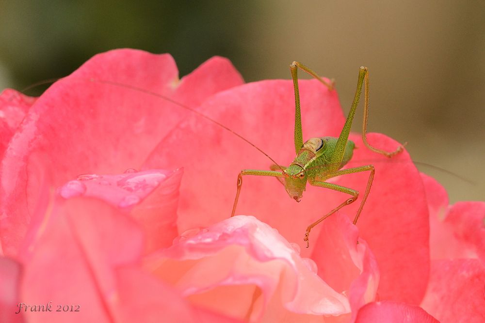 Fips auf der rosa Rose