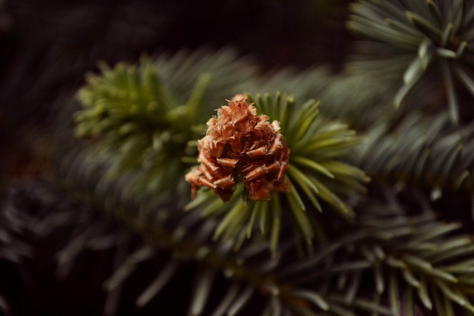 Fir cone