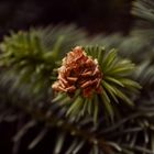 Fir cone