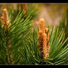 fir needle