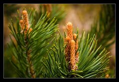 fir needle