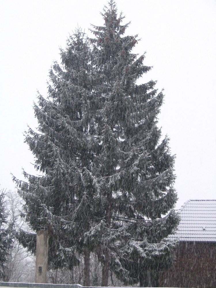 Fir-tree in the snow