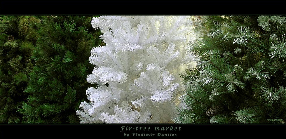 Fir-tree market