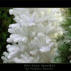 Fir-tree market