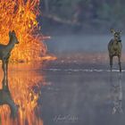 Fire and Water 