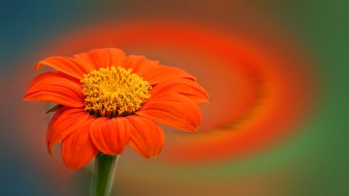 ... fire breathing flower