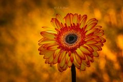 FiRe…..