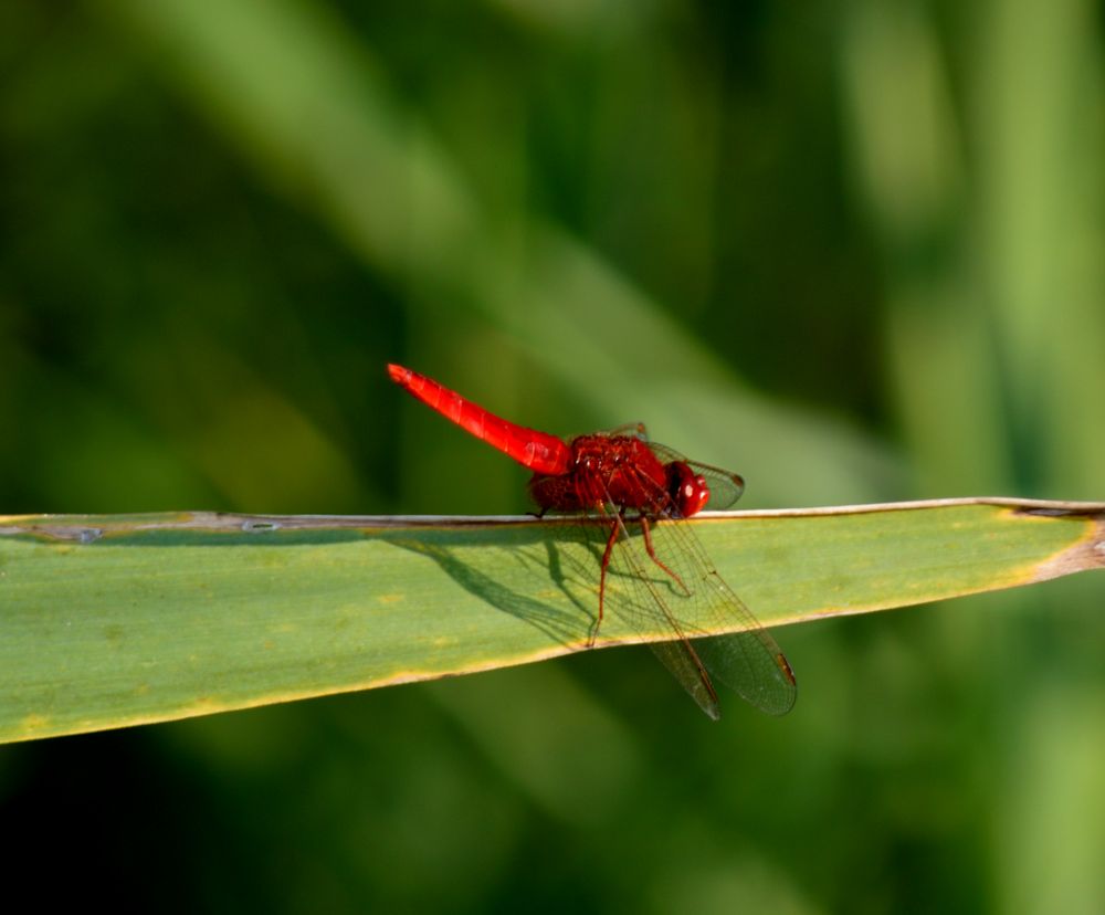 Fire dragonfly (Sympetrum sanguineum)