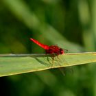Fire dragonfly (Sympetrum sanguineum)