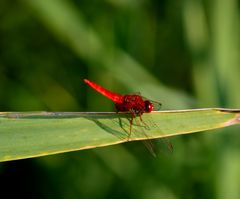 Fire dragonfly (Sympetrum sanguineum)