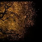 Fire Flies