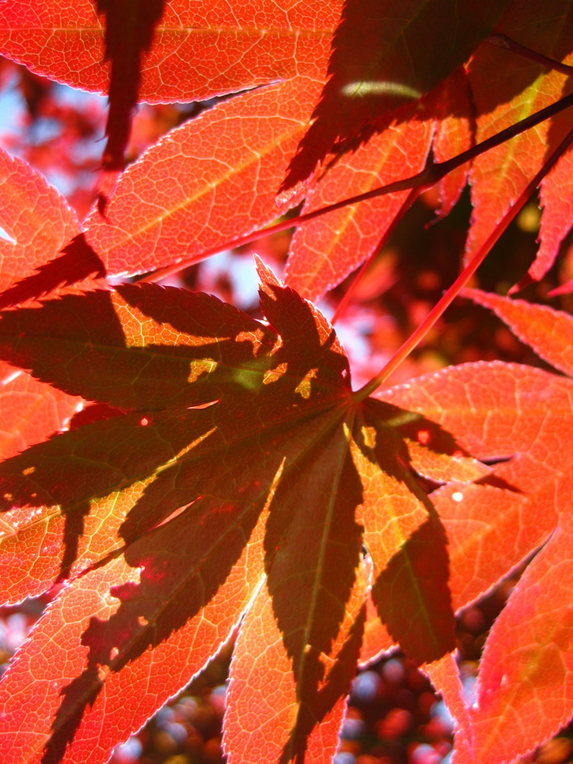 Fire in the Leaves