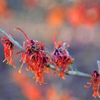 Fire plant in winter