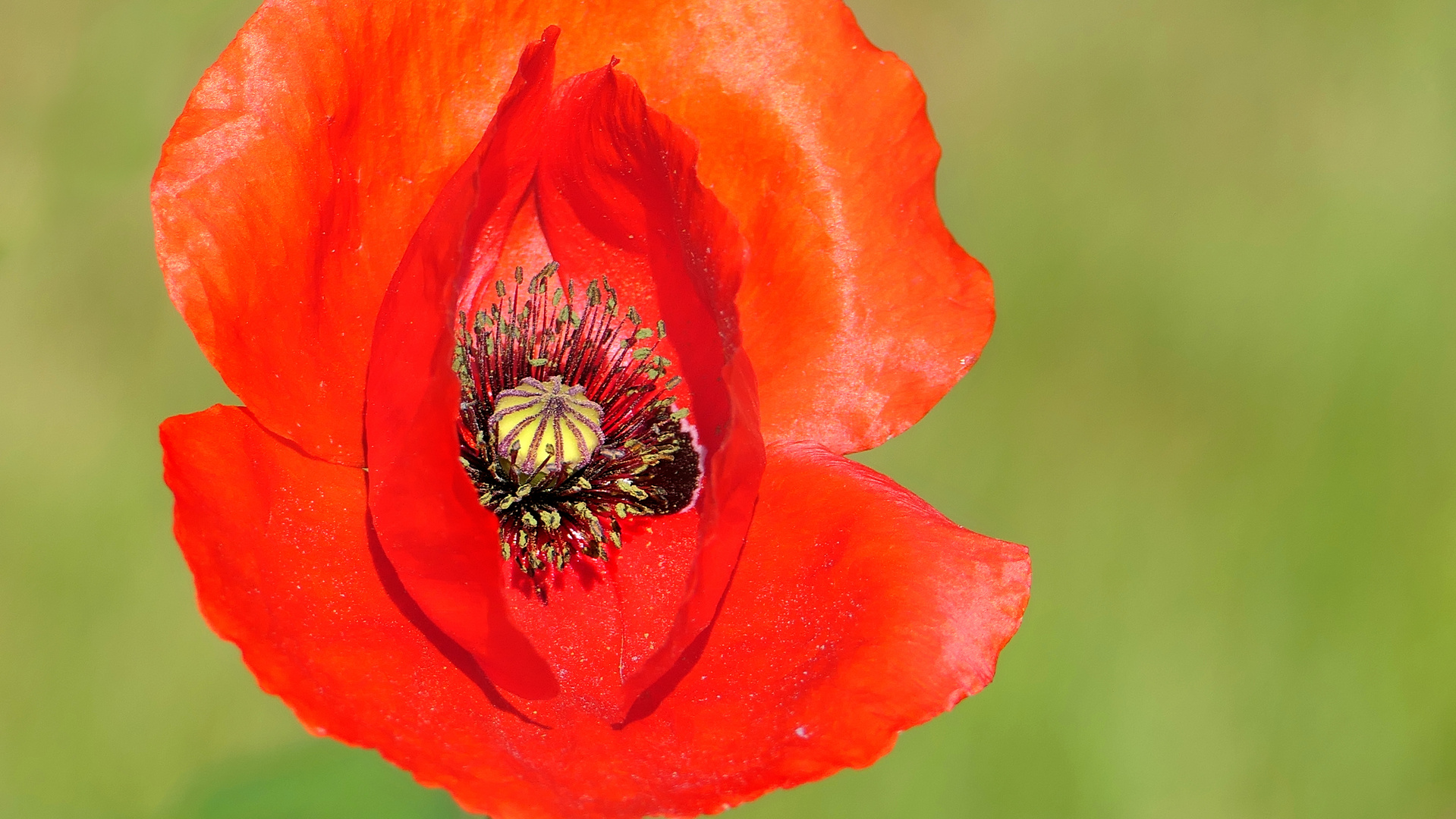 ... fire poppy