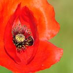 ... fire poppy