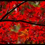 fire-red autumn