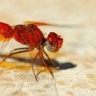 ~ Fire-Red Shadow Painter ~ (Trithemis kirbyi, m)