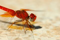 ~ Fire-Red Shadow Painter ~ (Trithemis kirbyi, m)