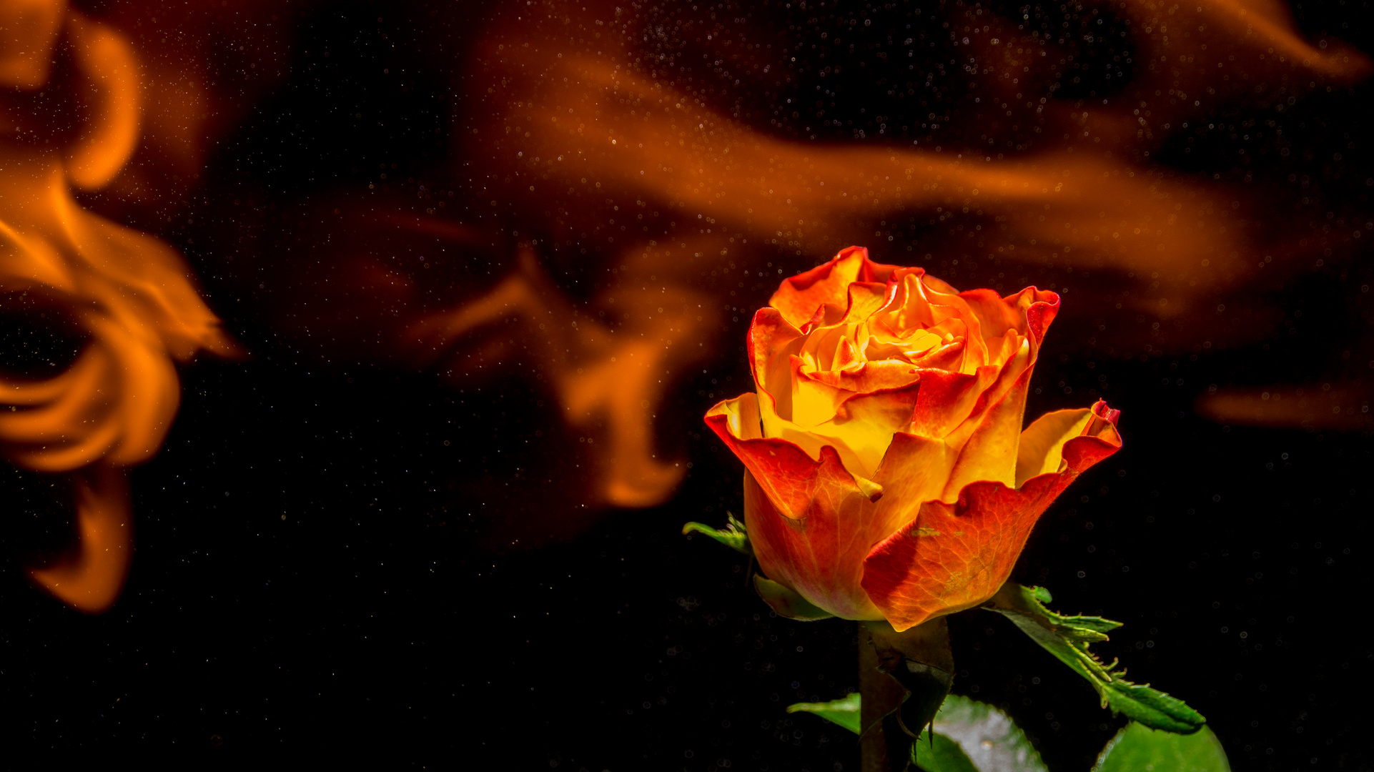 Fire rose