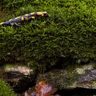 fire salamander