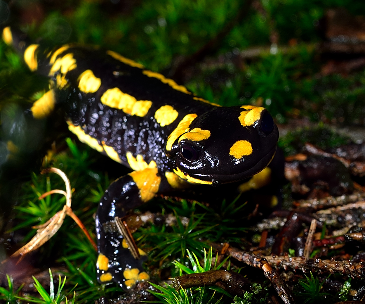 fire salamander