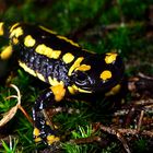 fire salamander