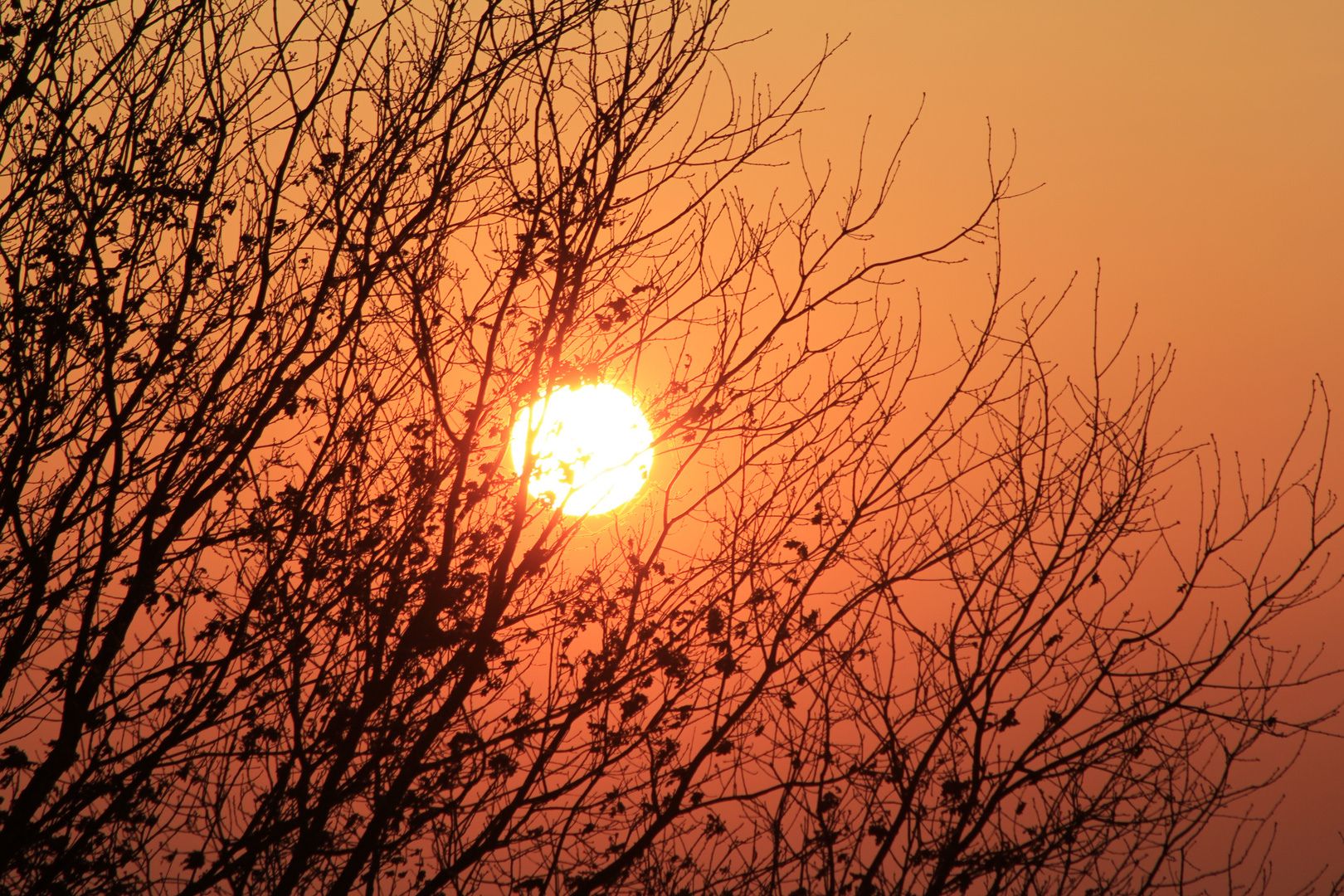 Fireball in the tree