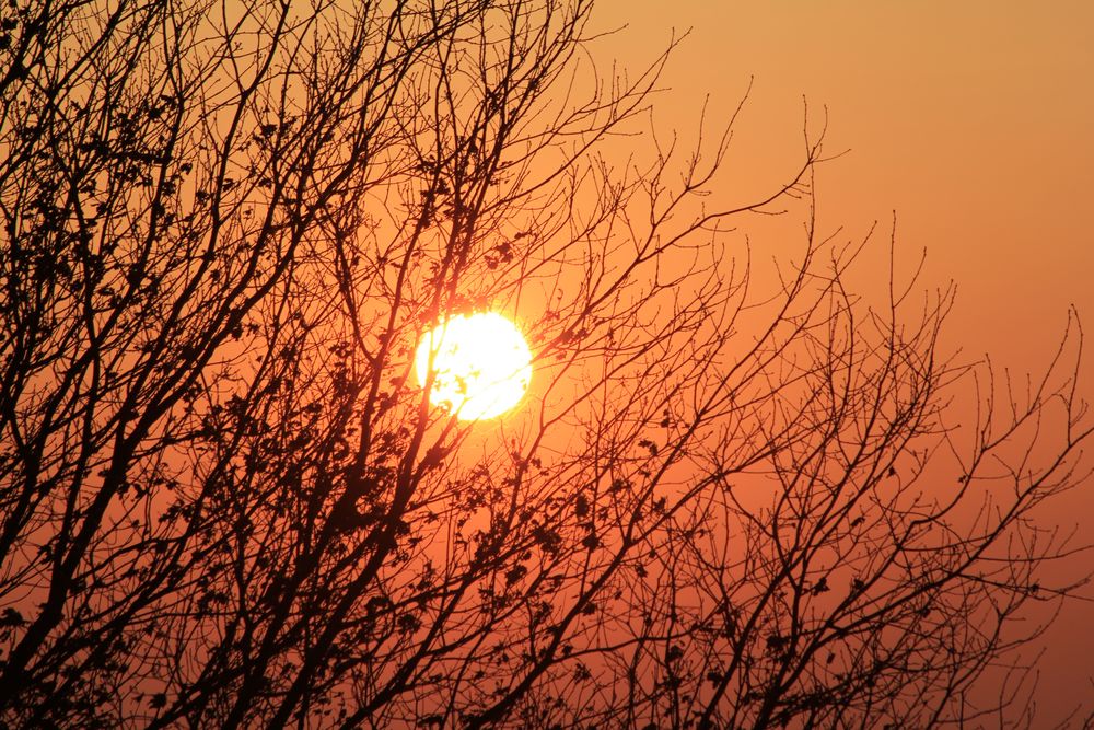 Fireball in the tree