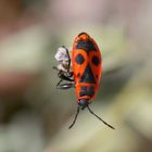 Firebug - Pyrrhocoridae