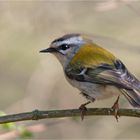  Firecrest,