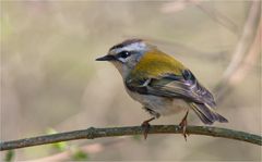  Firecrest,