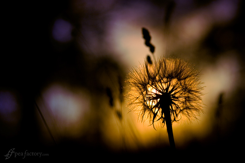 fired sky: st. jacob's, ontario, canada