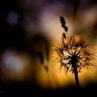 fired sky: st. jacob's, ontario, canada