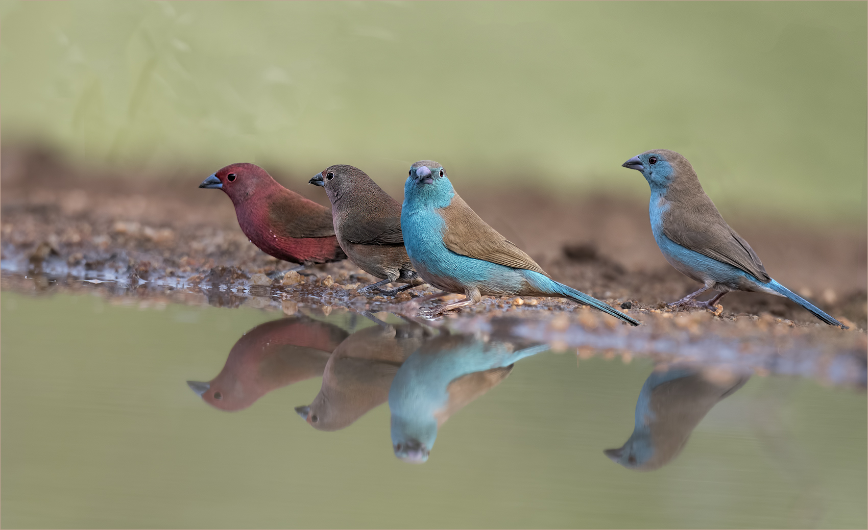 Firefinch, Waxbill (indlovu river lodge, Südafrika)