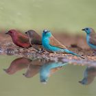 Firefinch, Waxbill (indlovu river lodge, Südafrika)