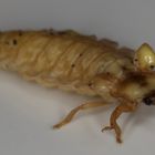 firefly female