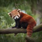 Firefox