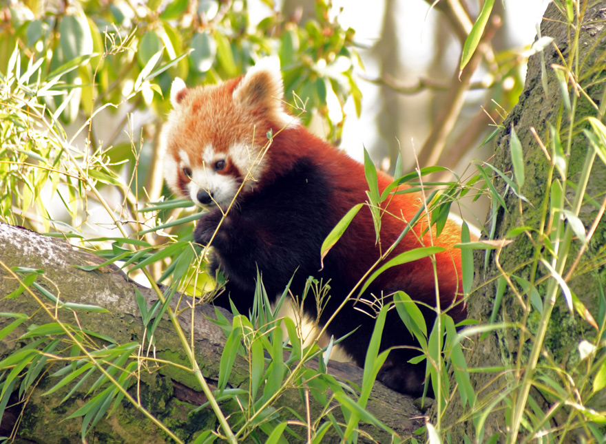 Firefox