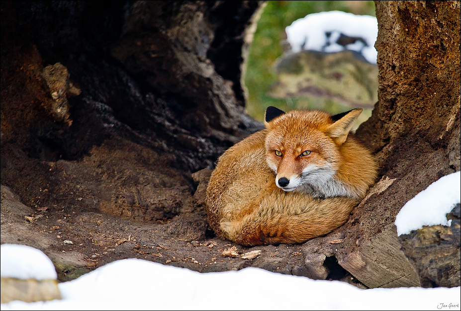 Firefox