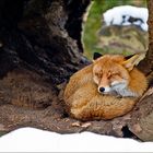 Firefox