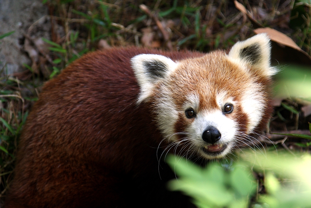 Firefox - panda rosso