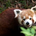 Firefox - panda rosso