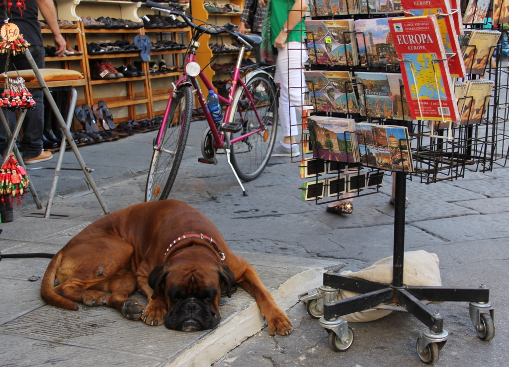 Firenze - Hund in Europa