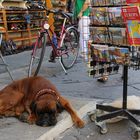 Firenze - Hund in Europa