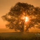 Fire_Tree_(1_von_1)