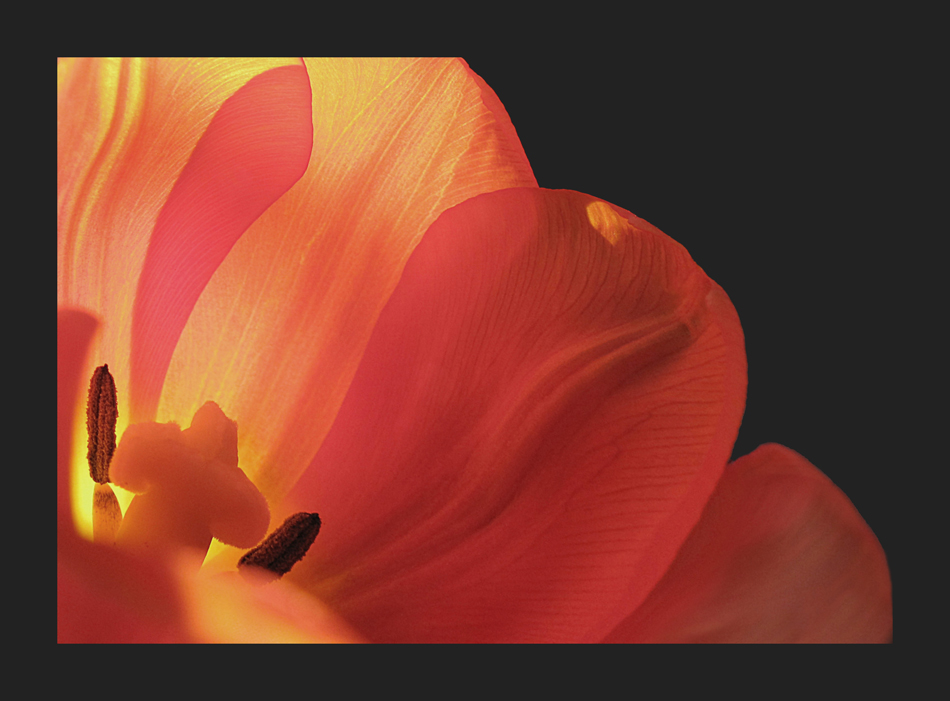 Firetulip