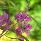 Fireweed